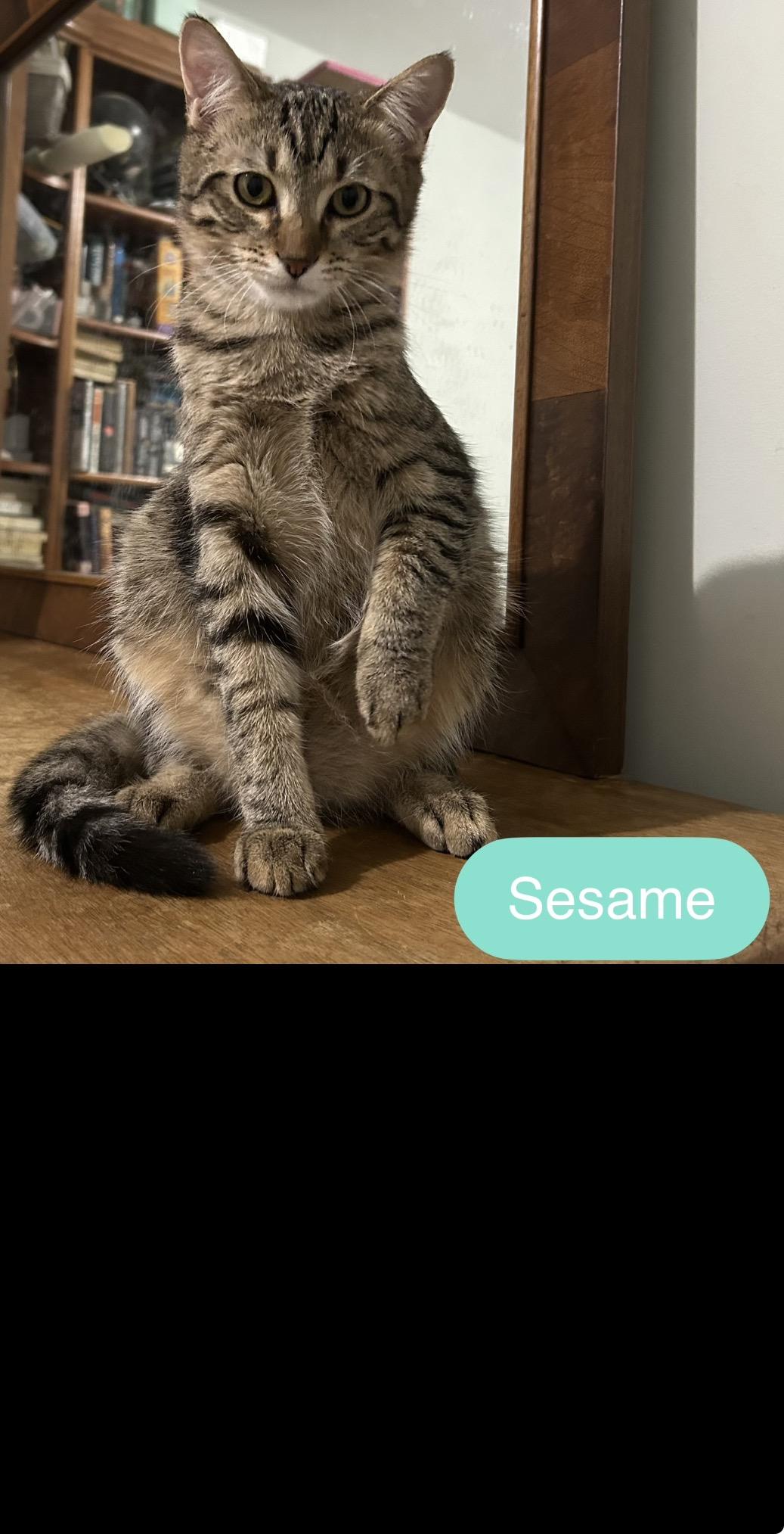 Enlarge Sesame, a Adoptable Domestic Short Hair in Buffalo, NY image 2/2