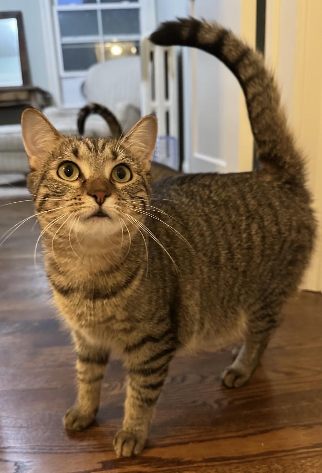 Enlarge Sesame, a Adoptable Domestic Short Hair in Buffalo, NY image 1/2