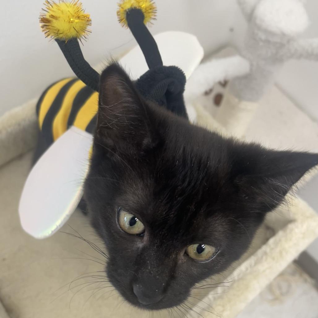 Dust Bunny, Adoptable, Young Female Domestic Short Hair.