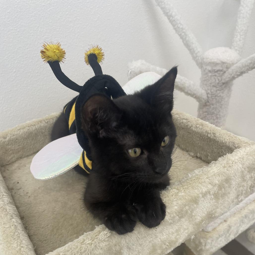 Enlarge Dust Bunny, a Adoptable Domestic Short Hair in Ashland, OR image 3/5