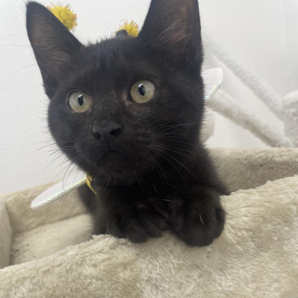 Enlarge Dust Bunny, a Adoptable Domestic Short Hair in Ashland, OR image 4/5