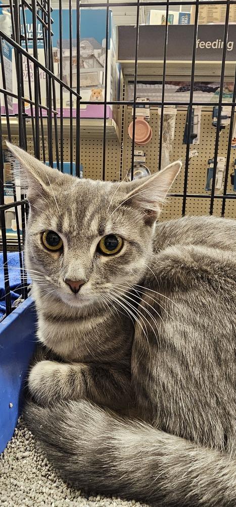 Sweetart, Adoptable, Young Female Domestic Short Hair & Tabby.