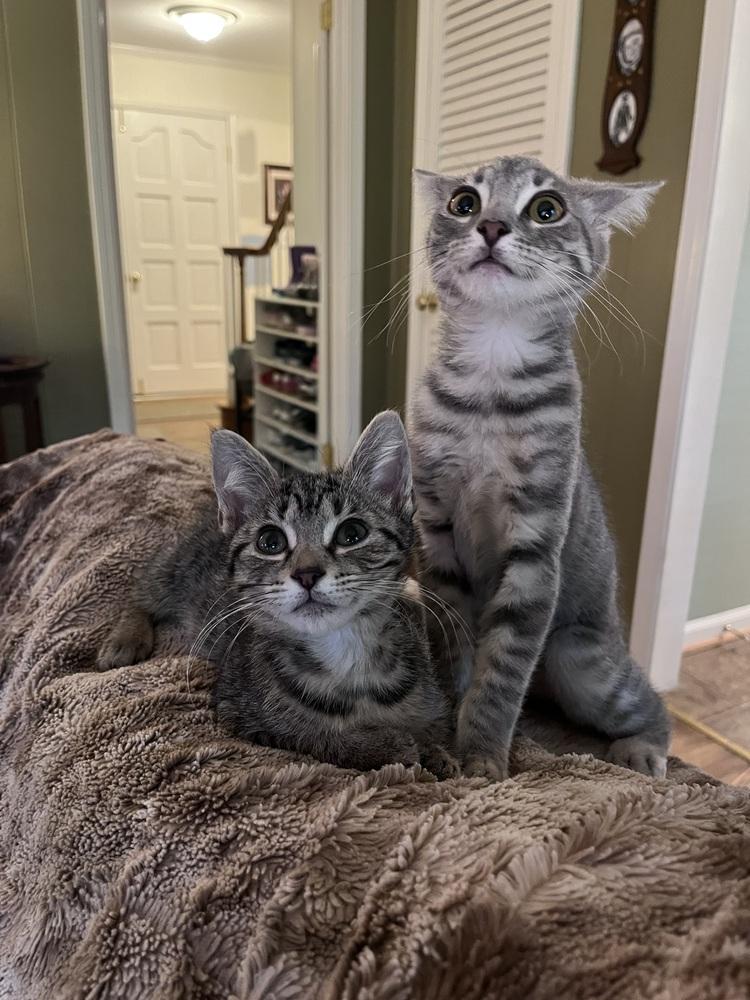 Enlarge Sweetart, a Adoptable mixed breed in Powder Springs, GA image 2/6