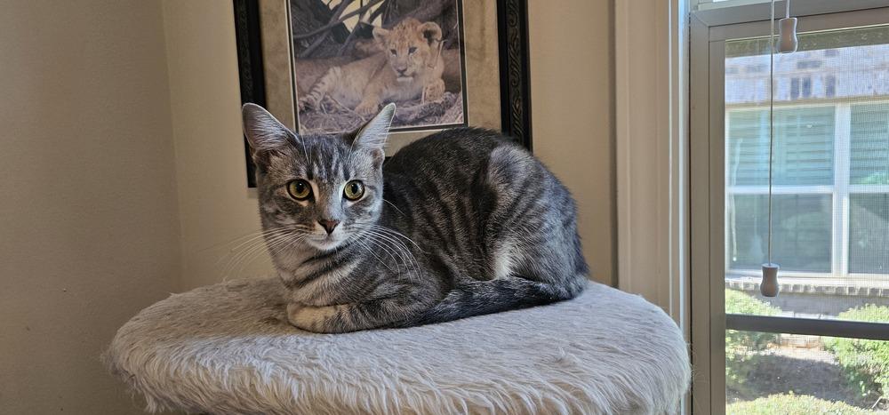 Enlarge Sweetart, a Adoptable mixed breed in Powder Springs, GA image 3/6