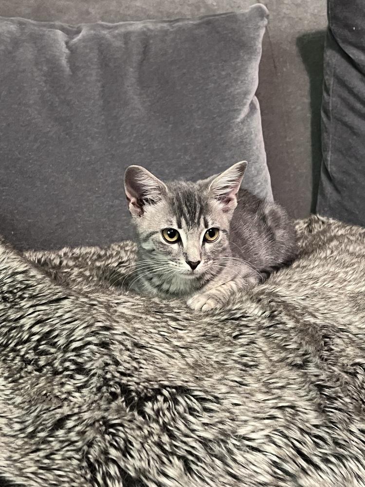 Sweetart, a Adoptable mixed breed in Powder Springs, GA image 2/5