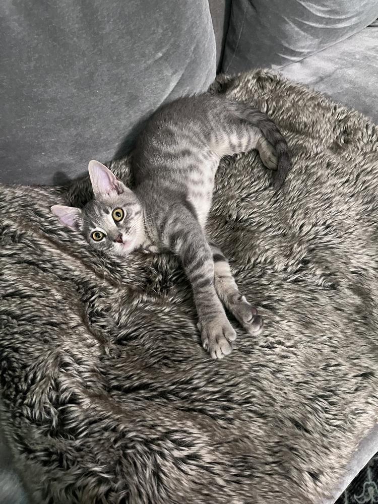 Sweetart, a Adoptable mixed breed in Powder Springs, GA image 3/5