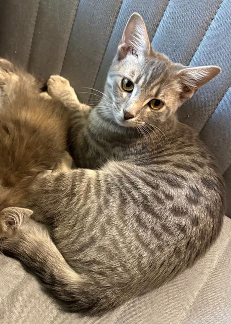 Sweetart, a Adoptable mixed breed in Powder Springs, GA image 4/5