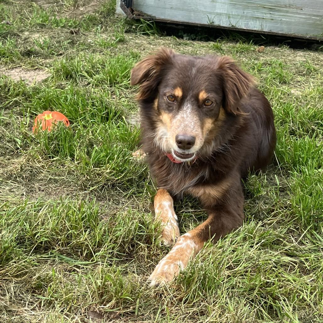 Enlarge M.J., a Adoptable Australian Shepherd in Montgomery, TX image 1/6