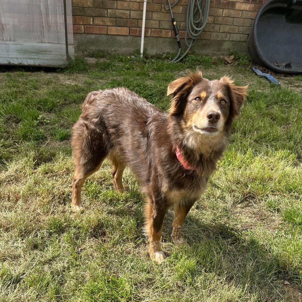 Enlarge M.J., a Adoptable Australian Shepherd in Montgomery, TX image 2/6
