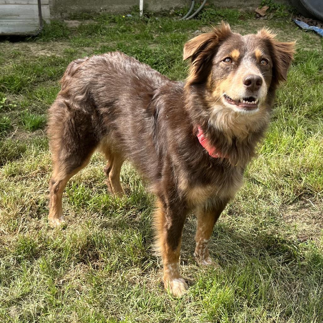 Enlarge M.J., a Adoptable Australian Shepherd in Montgomery, TX image 3/6