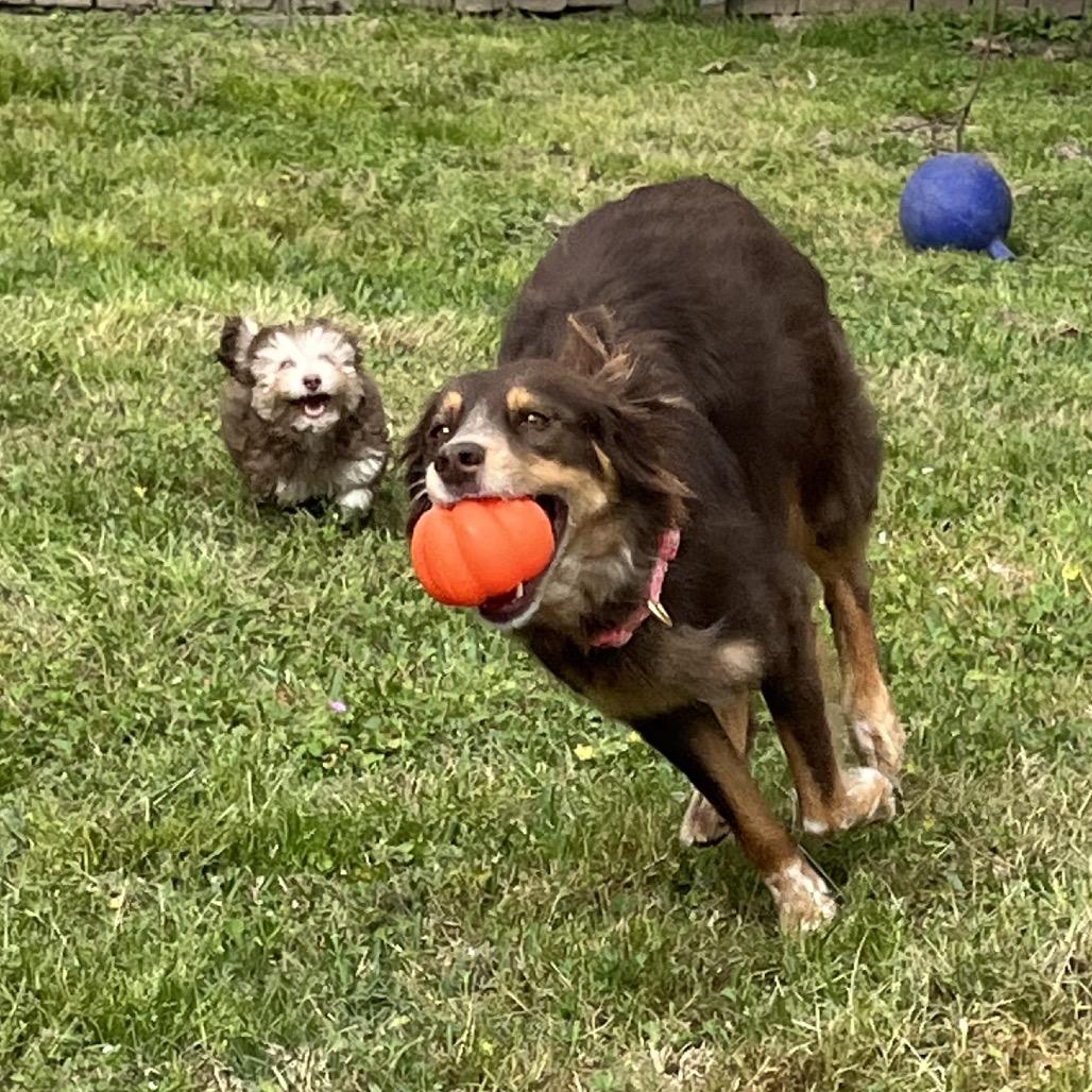 Enlarge M.J., a Adoptable Australian Shepherd in Montgomery, TX image 4/6