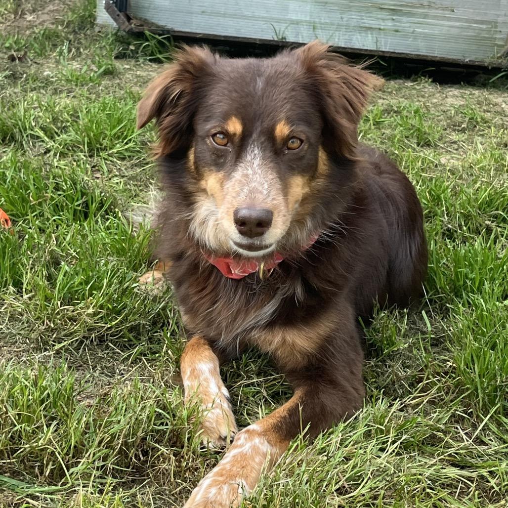 Enlarge M.J., a Adoptable Australian Shepherd in Montgomery, TX image 5/6