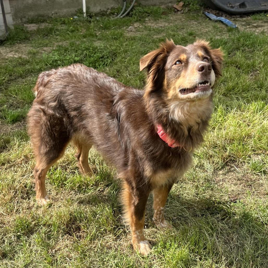 Enlarge M.J., a Adoptable Australian Shepherd in Montgomery, TX image 6/6