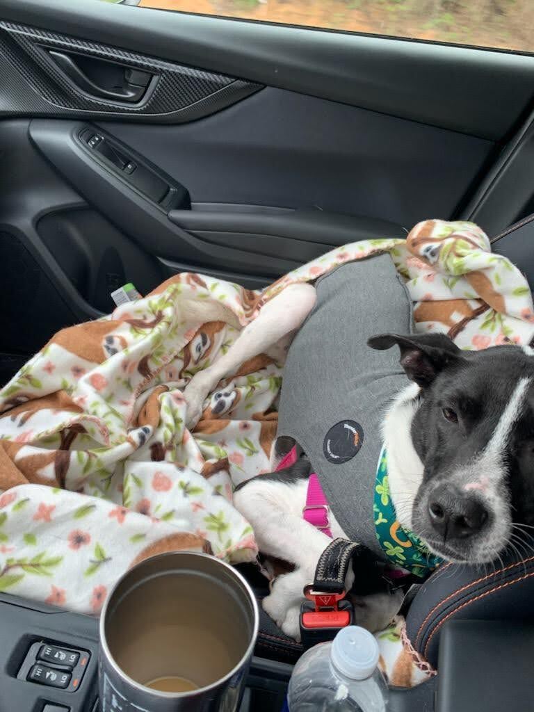 Posh Spice, Adoptable, Adult Female Whippet & Hound.