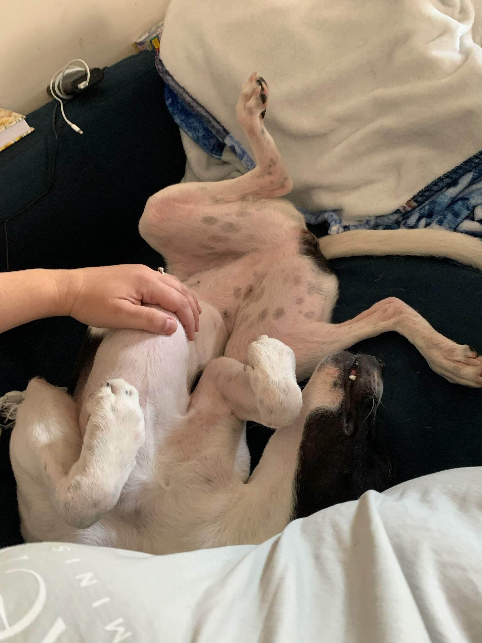 Posh Spice, a Adoptable mixed breed in Zebulon, NC image 2/12