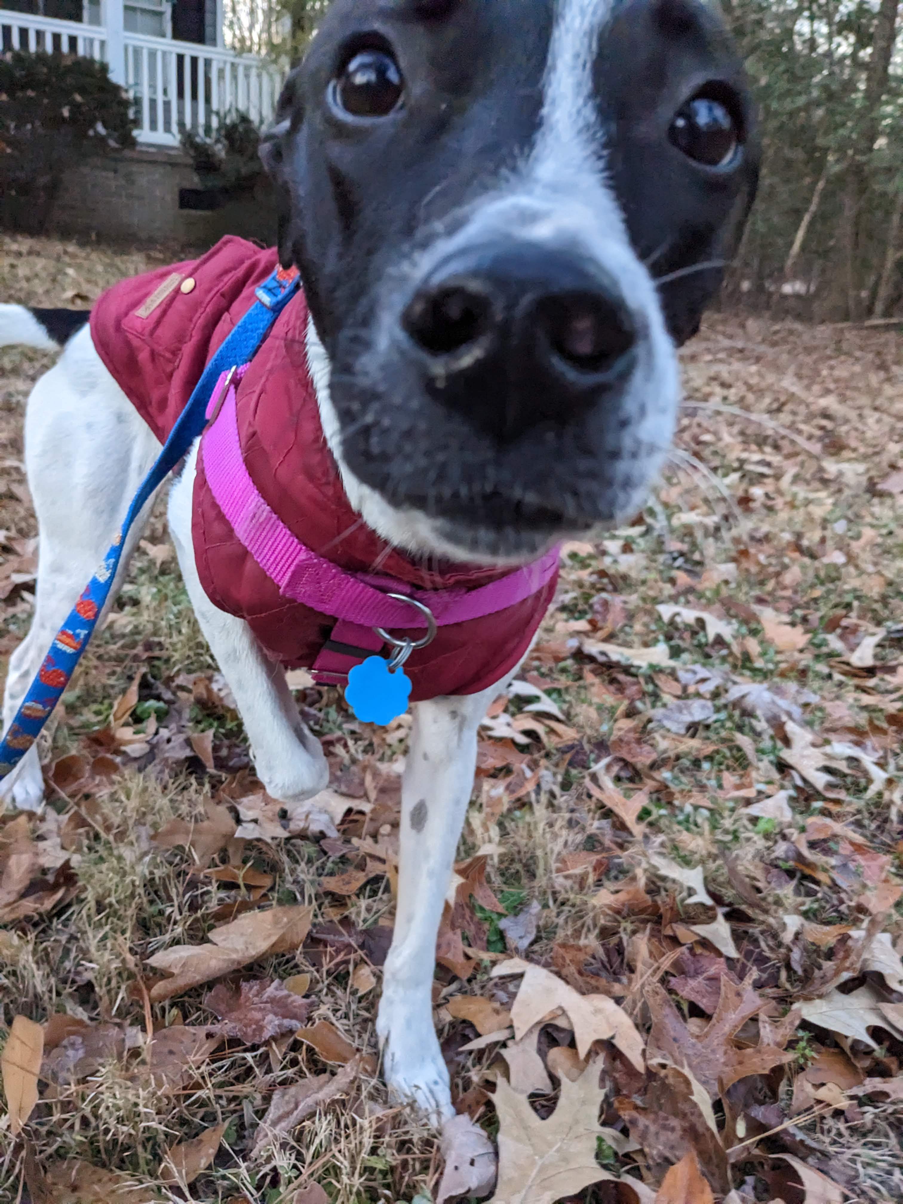 Posh Spice, a Adoptable mixed breed in Zebulon, NC image 3/12
