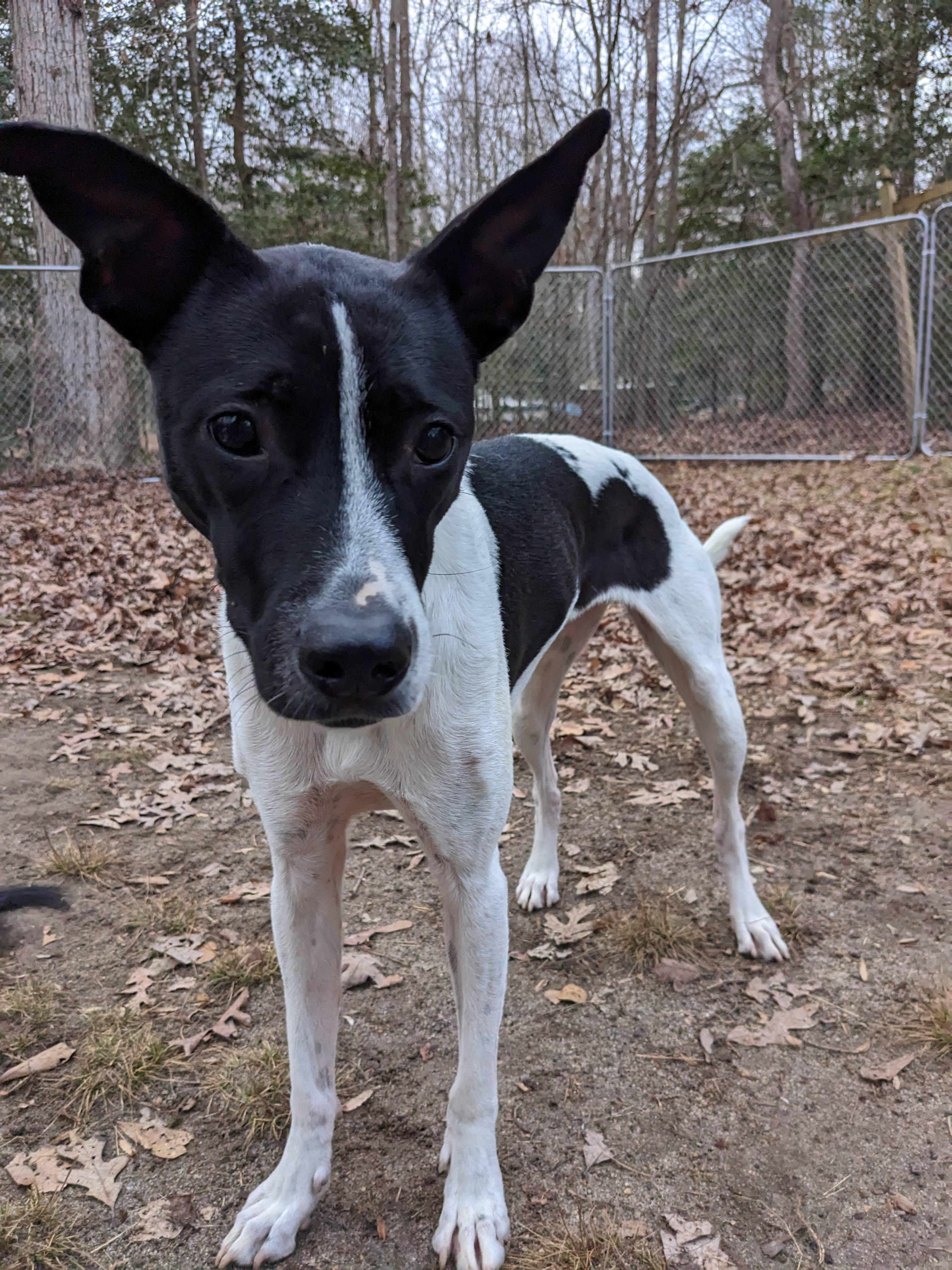 Posh Spice, a Adoptable mixed breed in Zebulon, NC image 4/12