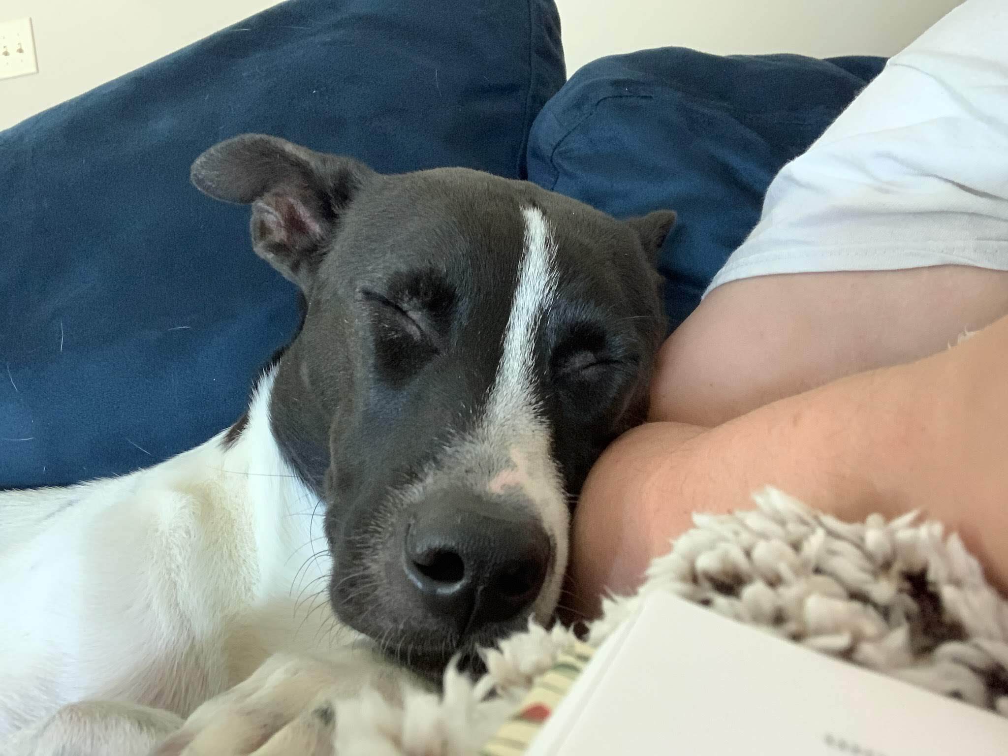 Posh Spice, a Adoptable mixed breed in Zebulon, NC image 5/12