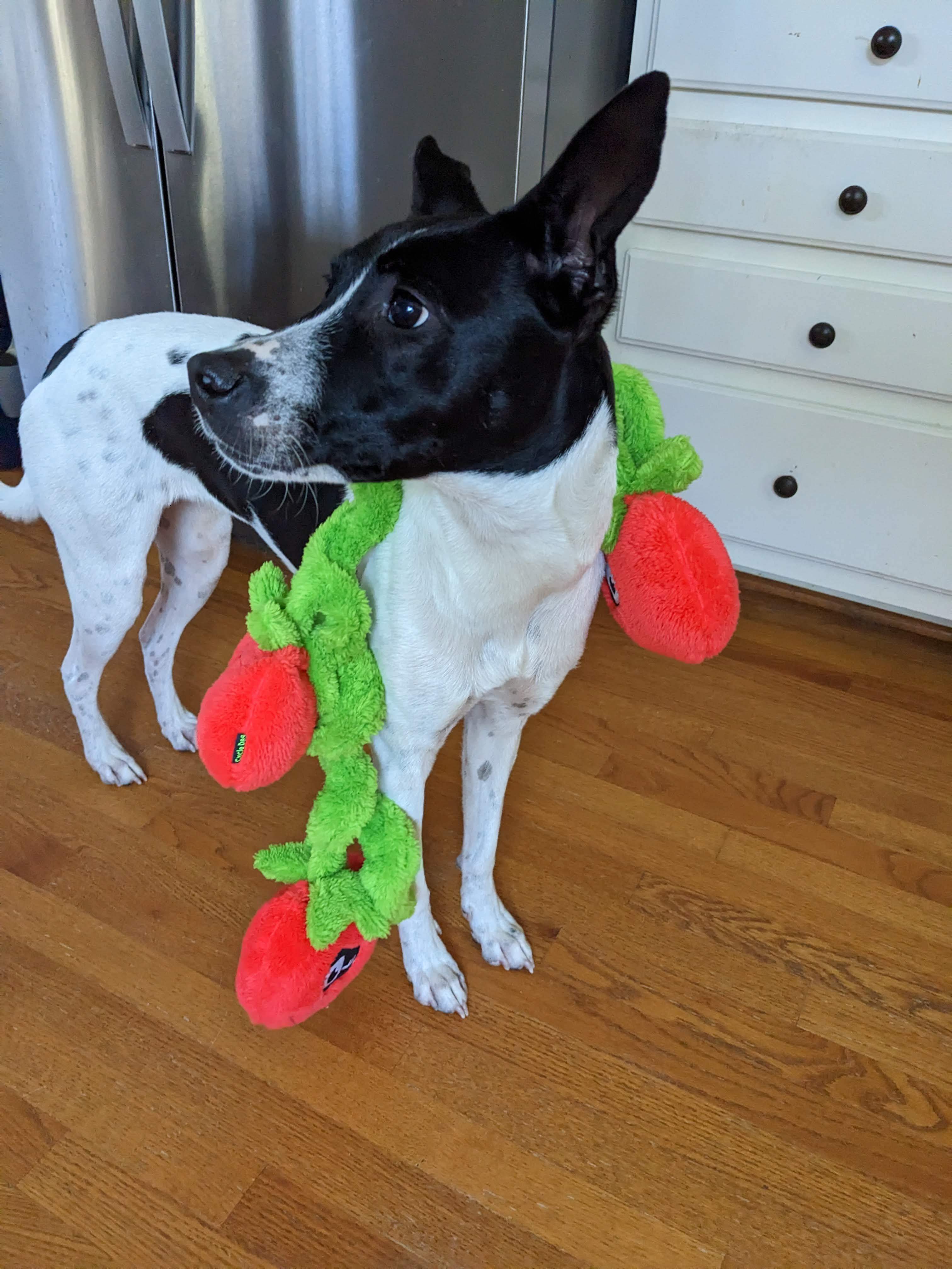 Posh Spice, a Adoptable mixed breed in Zebulon, NC image 6/12