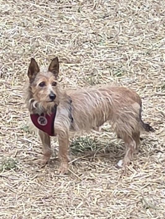 Enlarge HUEY, a Adoptable mixed breed in Troutman, NC image 2/3