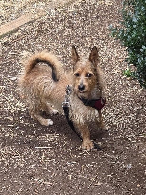 HUEY, Adoptable, Adult Male Scottish Terrier & Corgi.