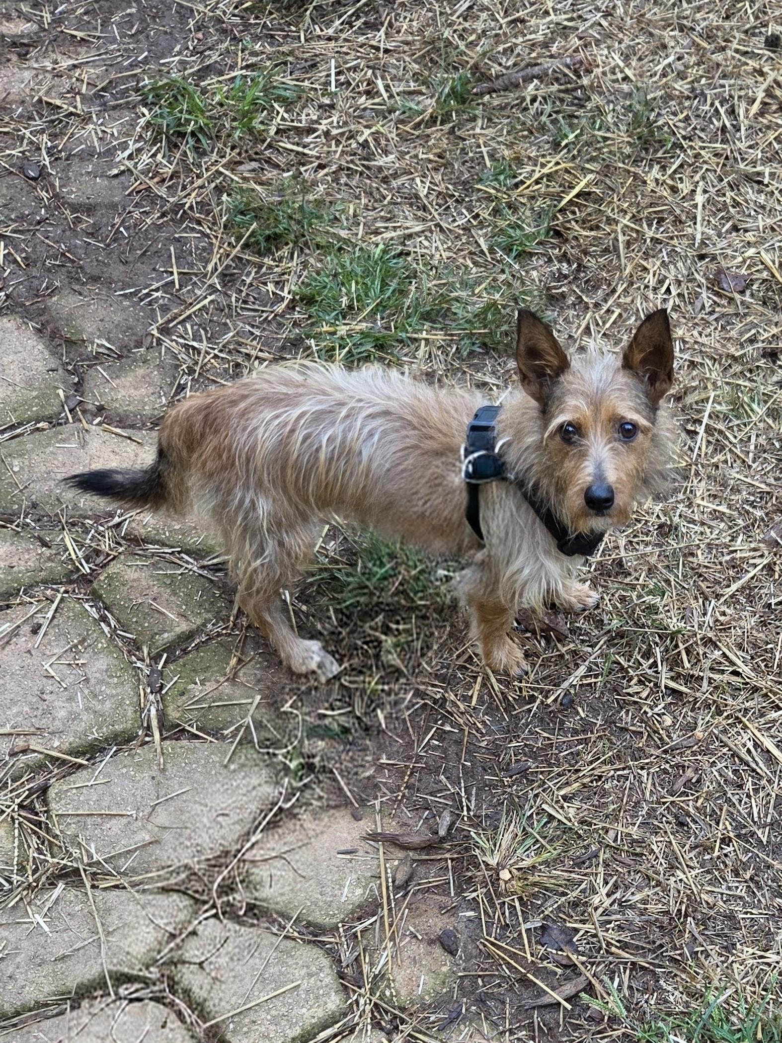Enlarge HUEY, a Adoptable mixed breed in Troutman, NC image 3/3