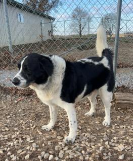 Bernie, Adult Male Saint Bernard