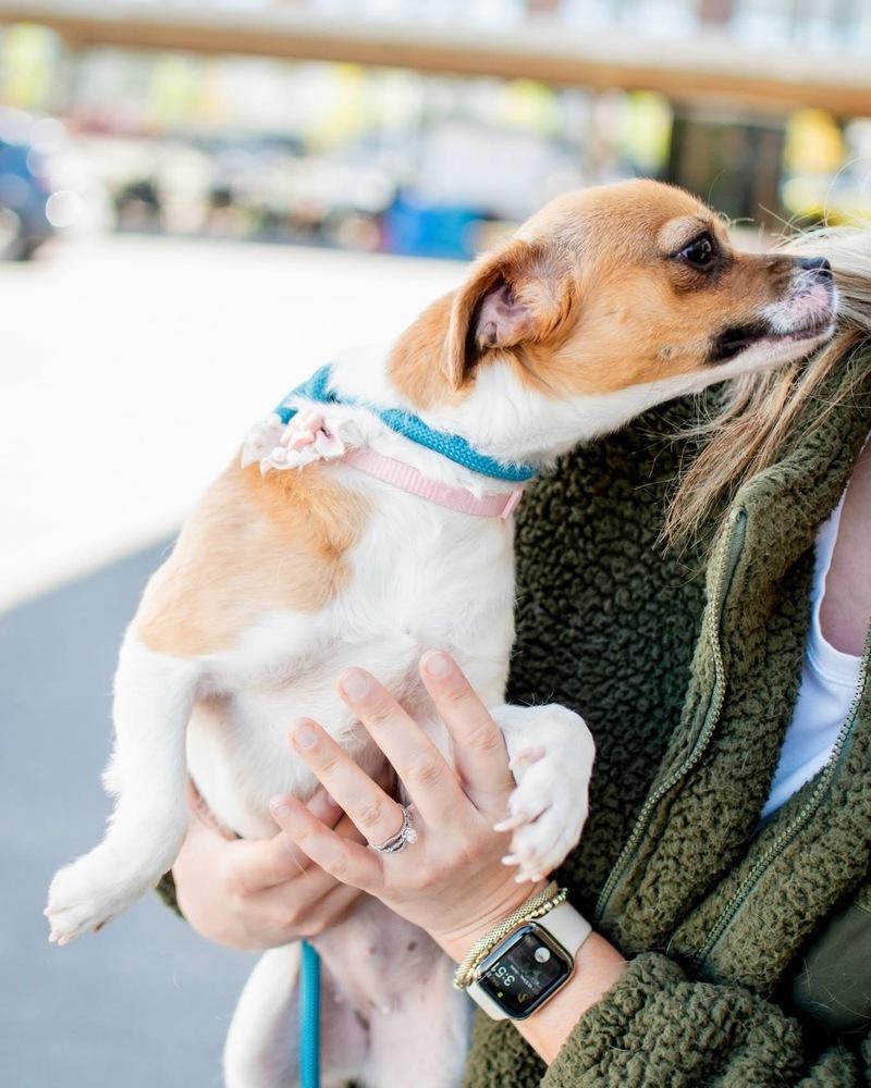 Noodle, Adoptable, Adult Female Chihuahua.