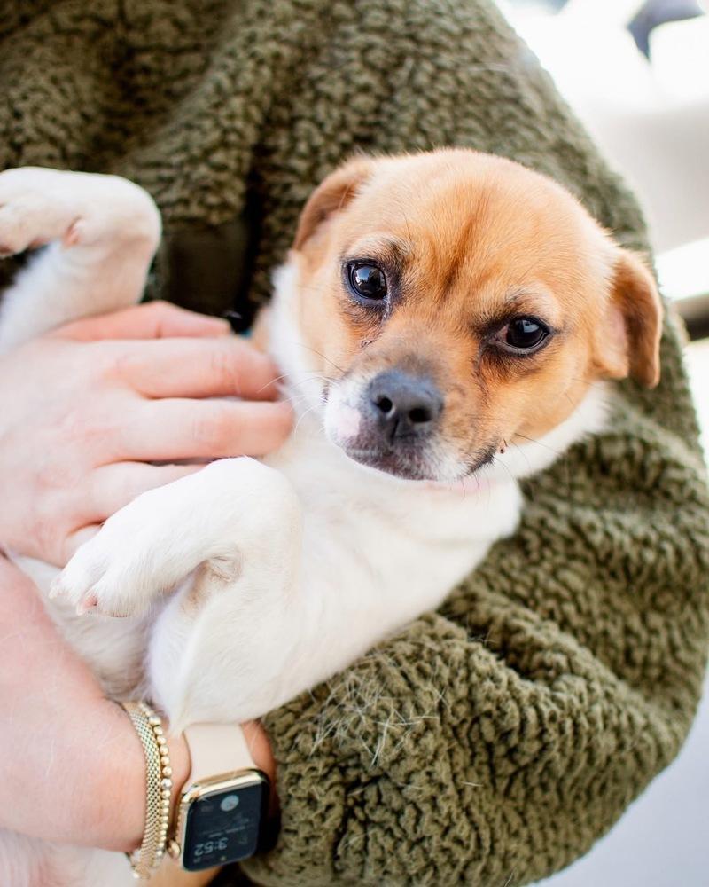 Enlarge Noodle, a Adoptable mixed breed in Frankfort, NY image 3/4