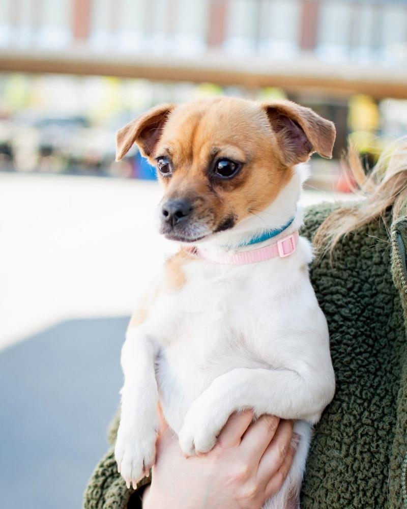 Enlarge Noodle, a Adoptable mixed breed in Frankfort, NY image 4/4