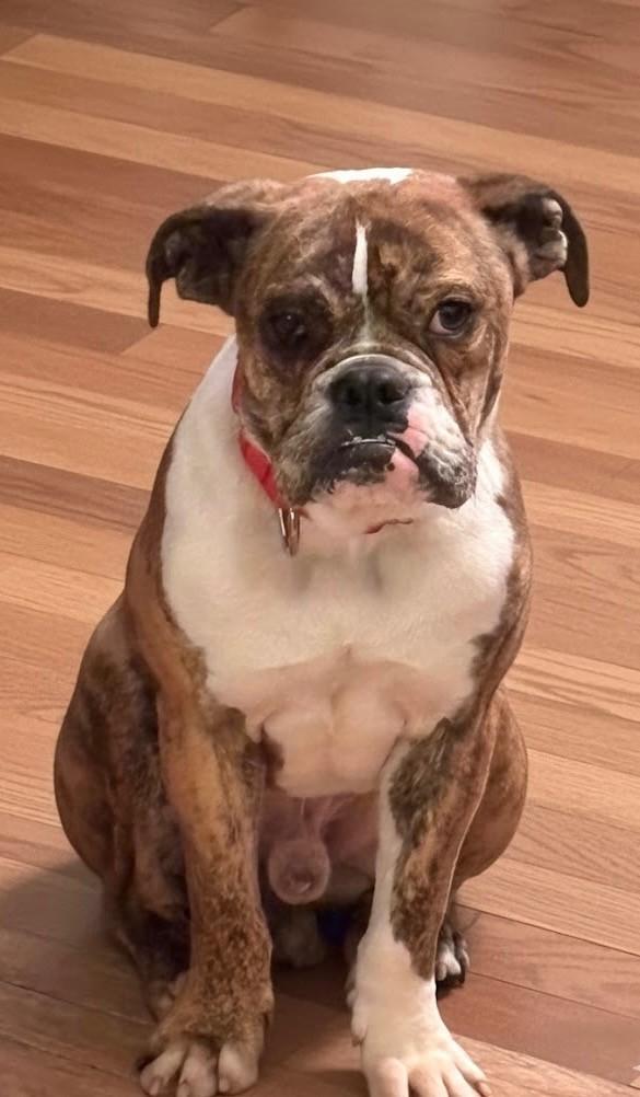 Sawyer, a ADOPTABLE English Bulldog in Parma Heights, OH image 1/3