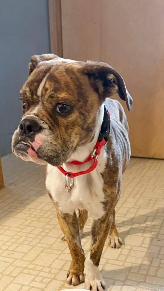 Sawyer, a ADOPTABLE English Bulldog in Parma Heights, OH image 2/3