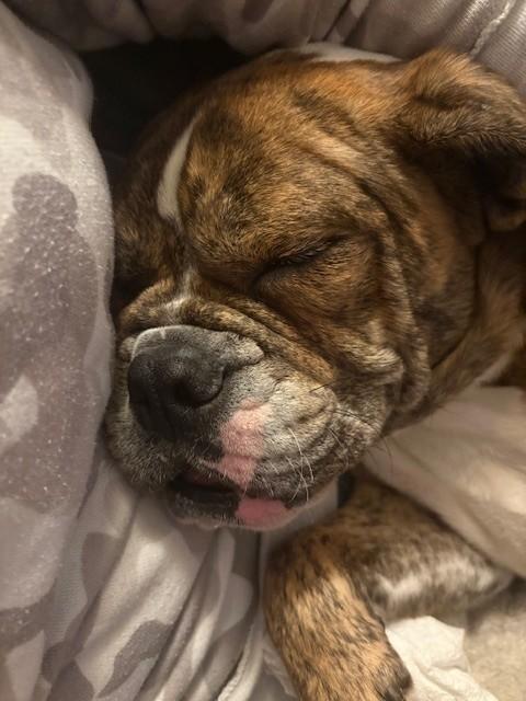 Sawyer, a ADOPTABLE English Bulldog in Parma Heights, OH image 3/3