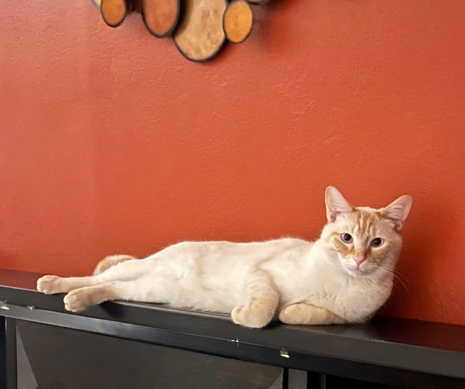 Finn, Adoptable, Adult Male Domestic Medium Hair.