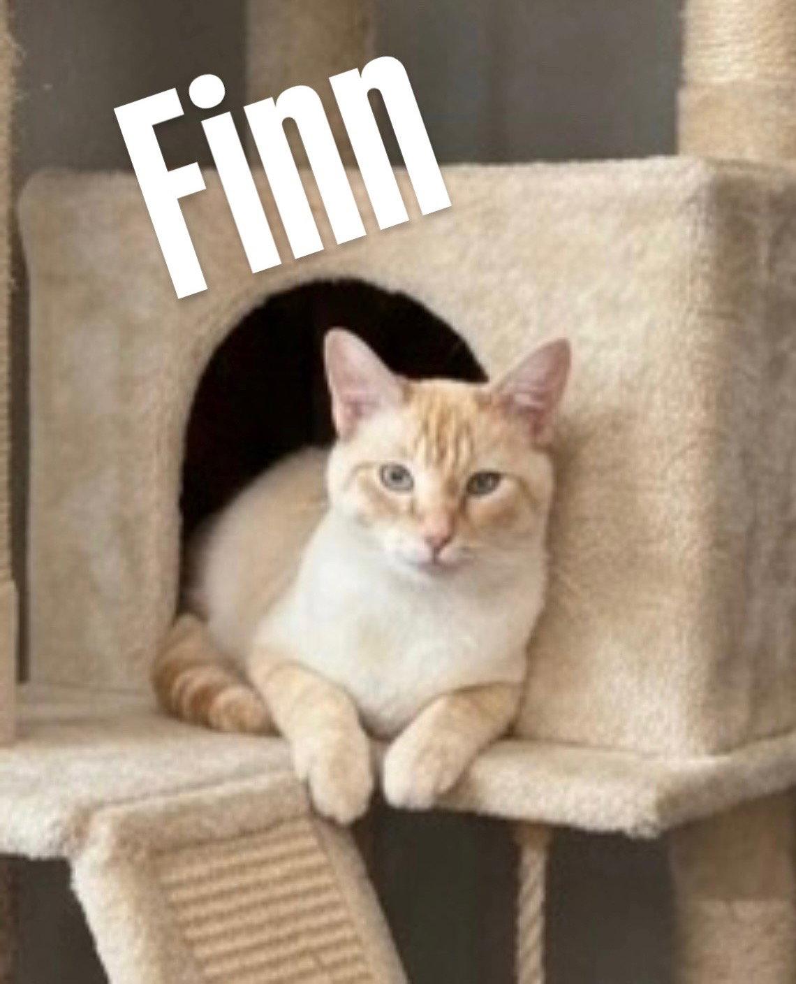 Enlarge Finn, a Adoptable Domestic Medium Hair in Chandler, AZ image 2/3