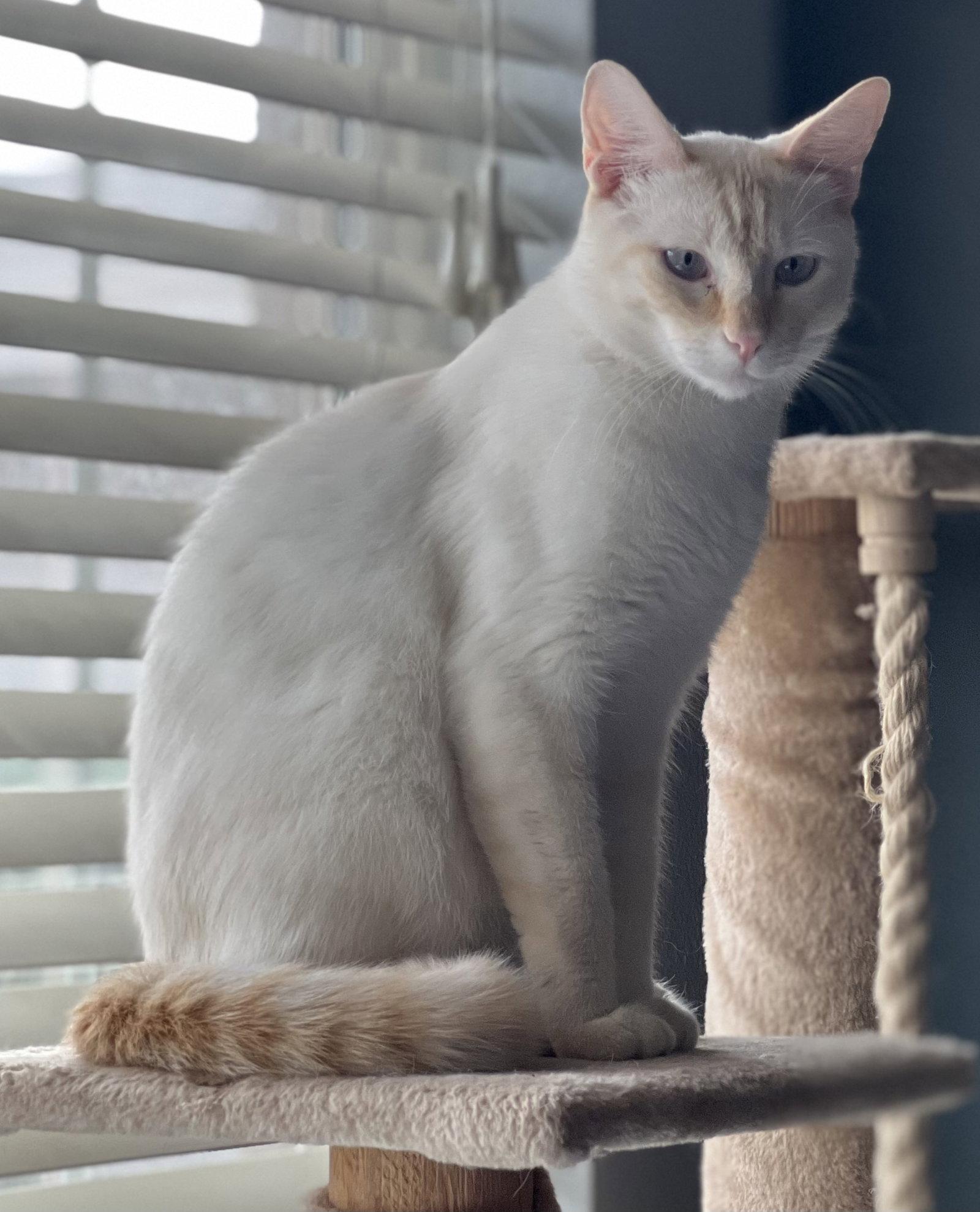 Enlarge Finn, a Adoptable Domestic Medium Hair in Chandler, AZ image 3/3