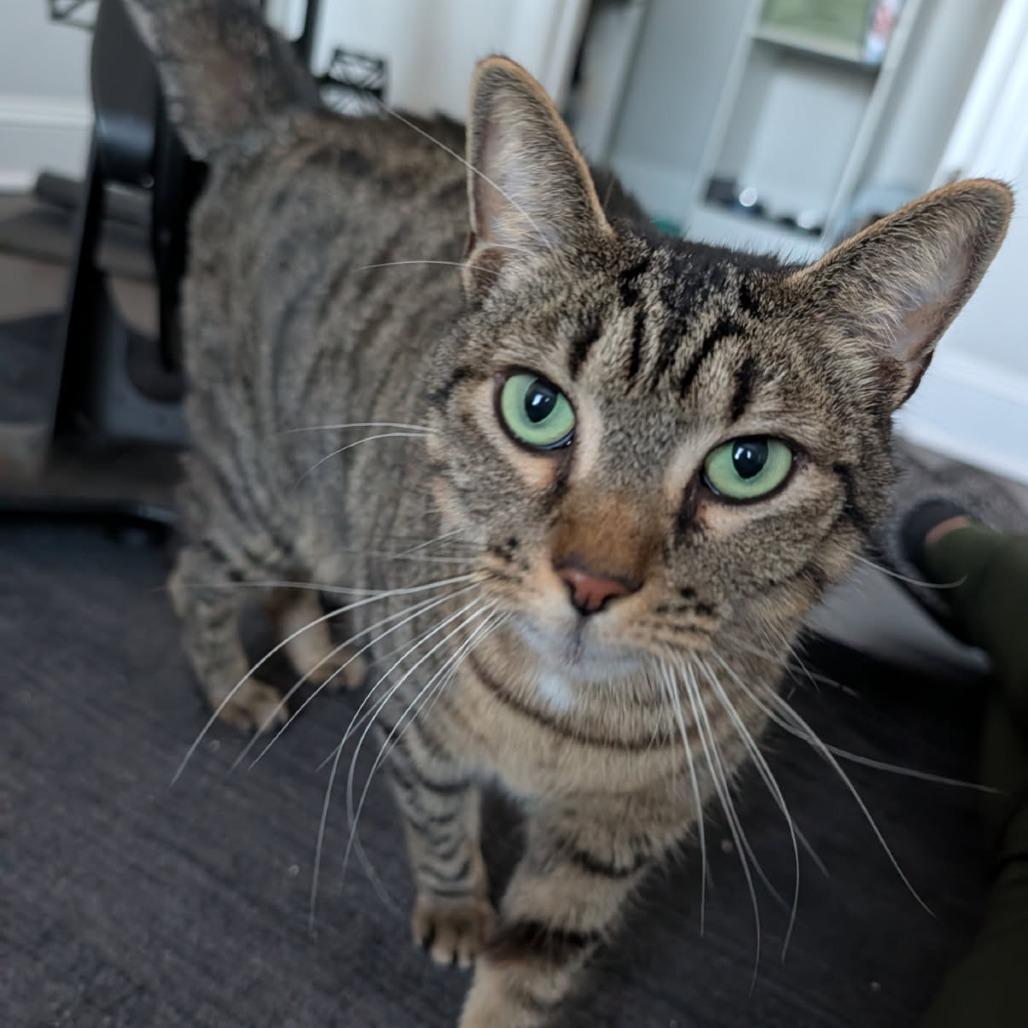 Enlarge Mickie, a Adoptable Domestic Short Hair in Greenville, SC image 1/5