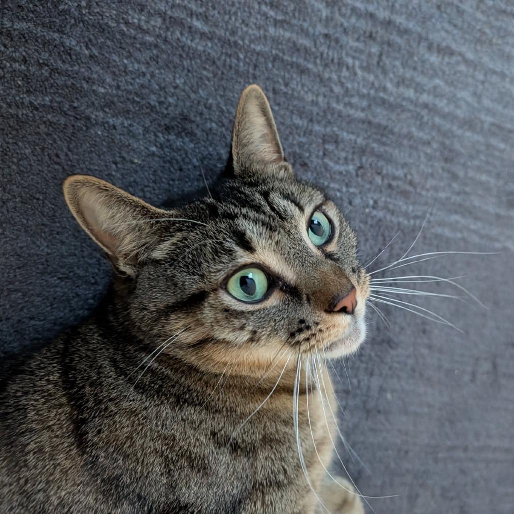 Enlarge Mickie, a Adoptable Domestic Short Hair in Greenville, SC image 2/5