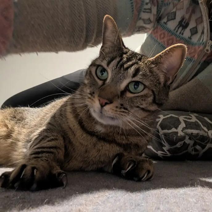 Enlarge Mickie, a Adoptable Domestic Short Hair in Greenville, SC image 3/6