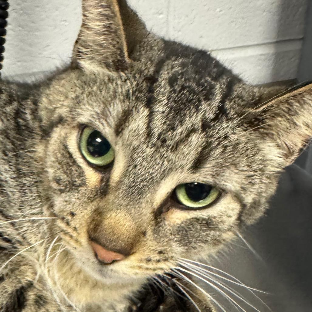 Enlarge Mickie, a Adoptable Domestic Short Hair in Greenville, SC image 3/5