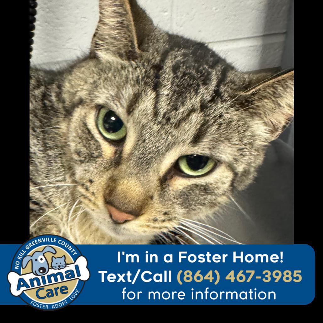 Enlarge Mickie, a Adoptable Domestic Short Hair in Greenville, SC image 4/5