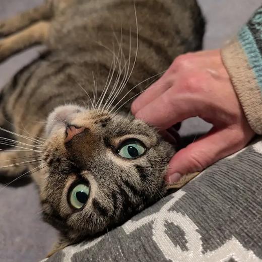 Enlarge Mickie, a Adoptable Domestic Short Hair in Greenville, SC image 4/6