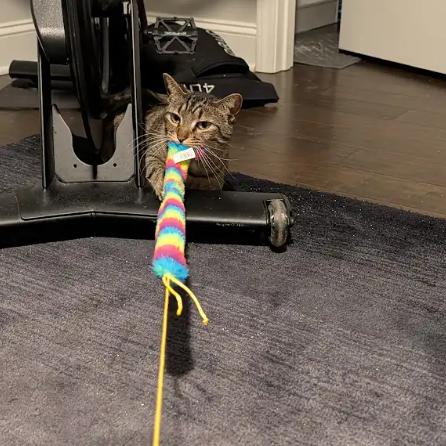 Enlarge Mickie, a Adoptable Domestic Short Hair in Greenville, SC image 5/6