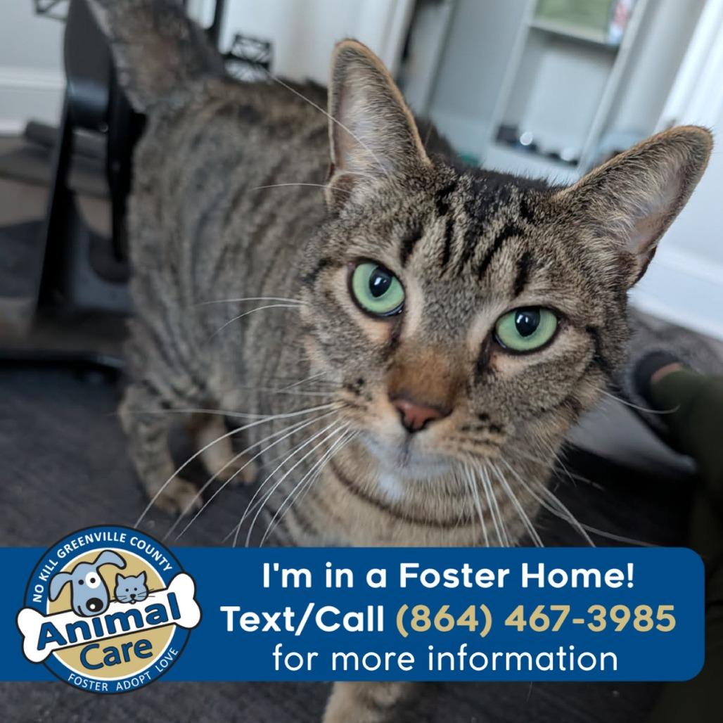Enlarge Mickie, a Adoptable Domestic Short Hair in Greenville, SC image 5/5