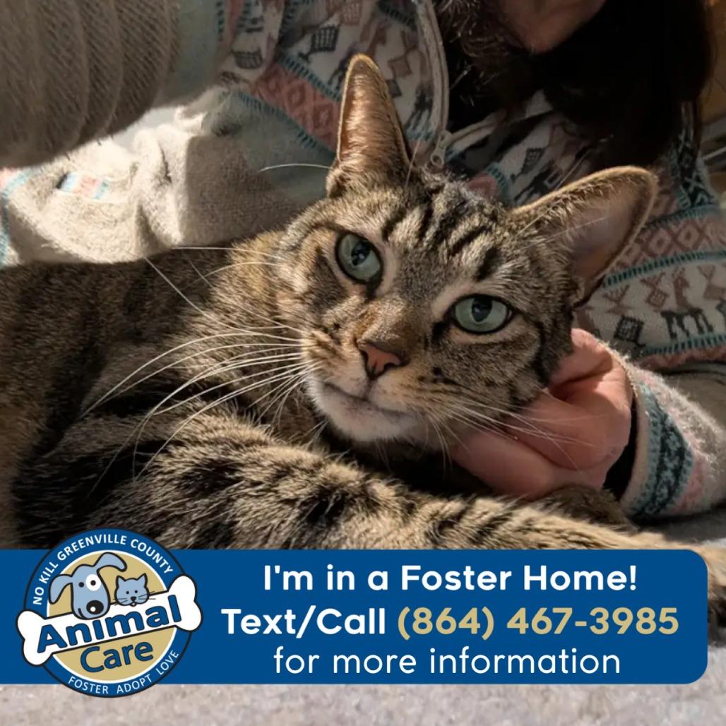 Enlarge Mickie, a Adoptable Domestic Short Hair in Greenville, SC image 6/6