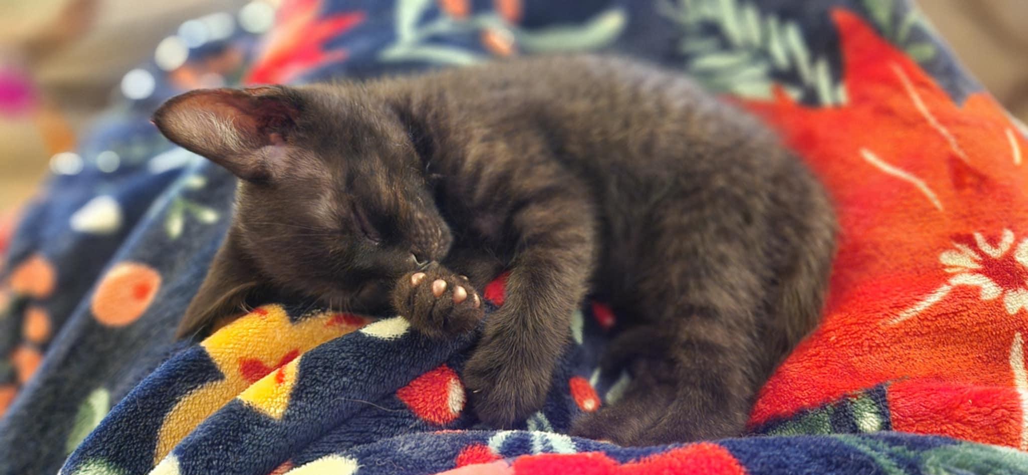 Goose, Baby Male Domestic Short Hair