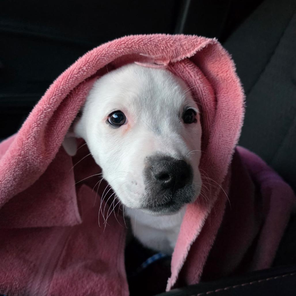 Dumpling, Adoptable, Puppy Female American Staffordshire Terrier & Cattle Dog.