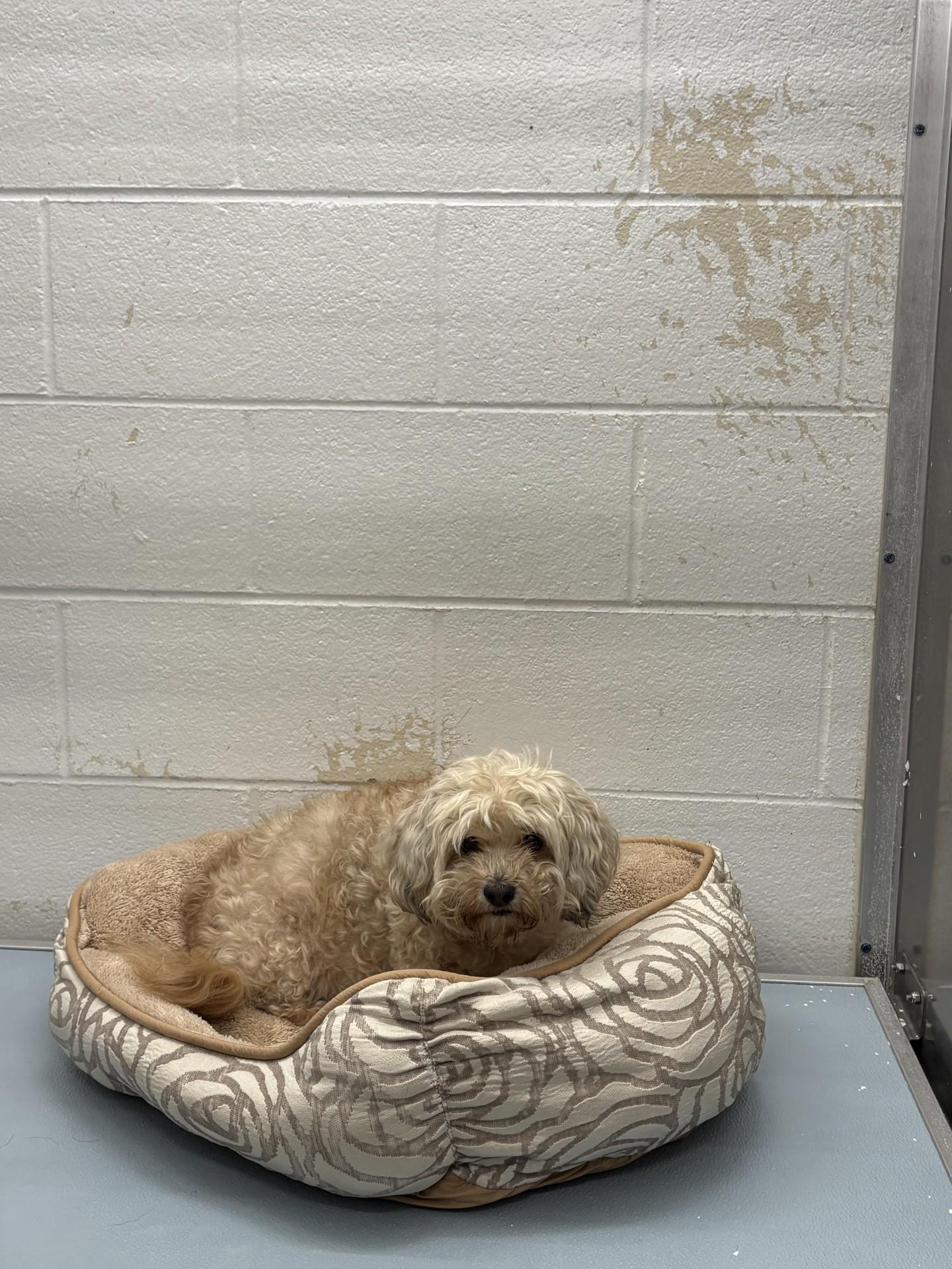 Hannah, an adopted Havanese in Ashland, VA image 2/2