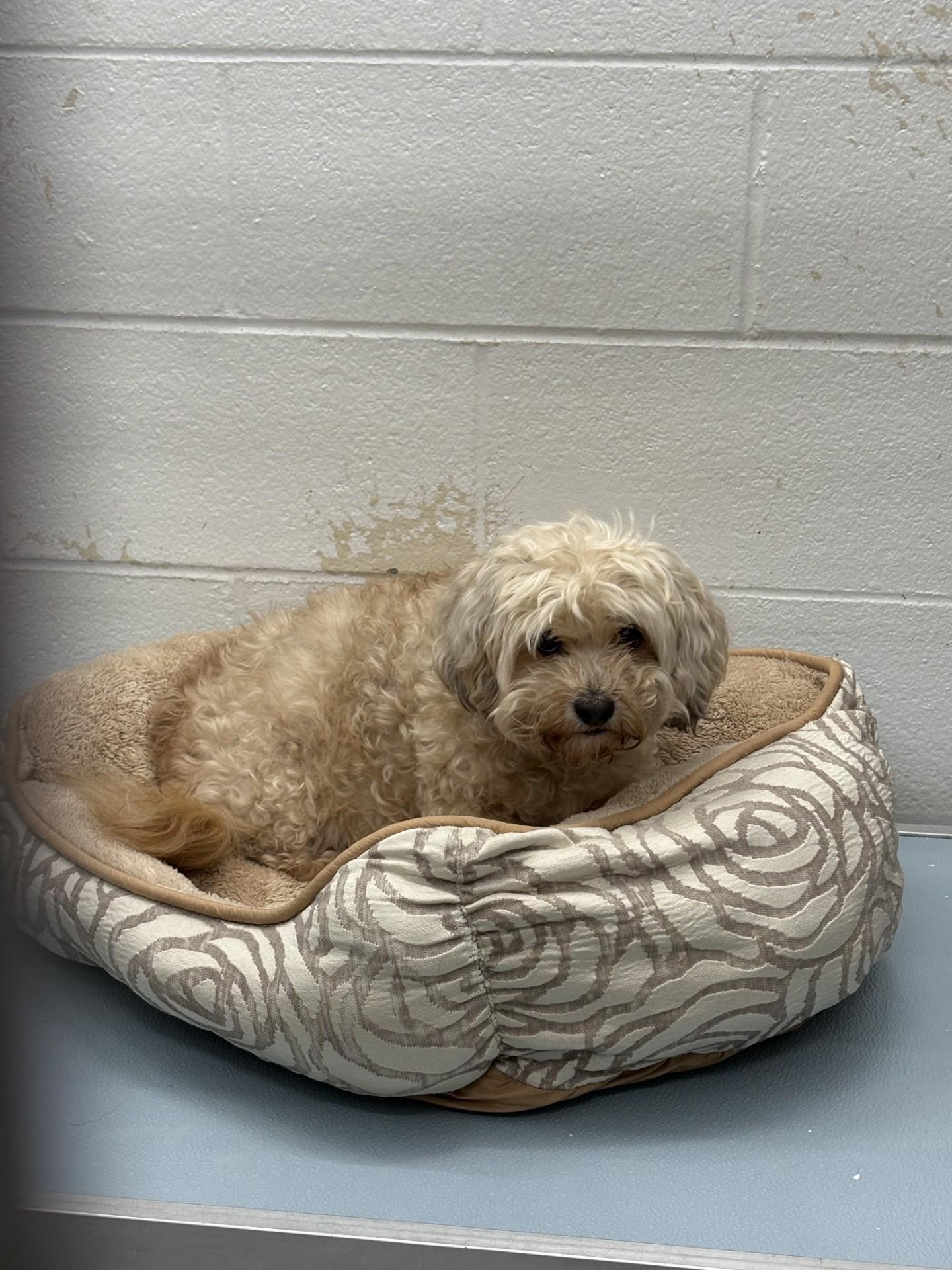 Hannah, an adopted Havanese in Ashland, VA image 1/2