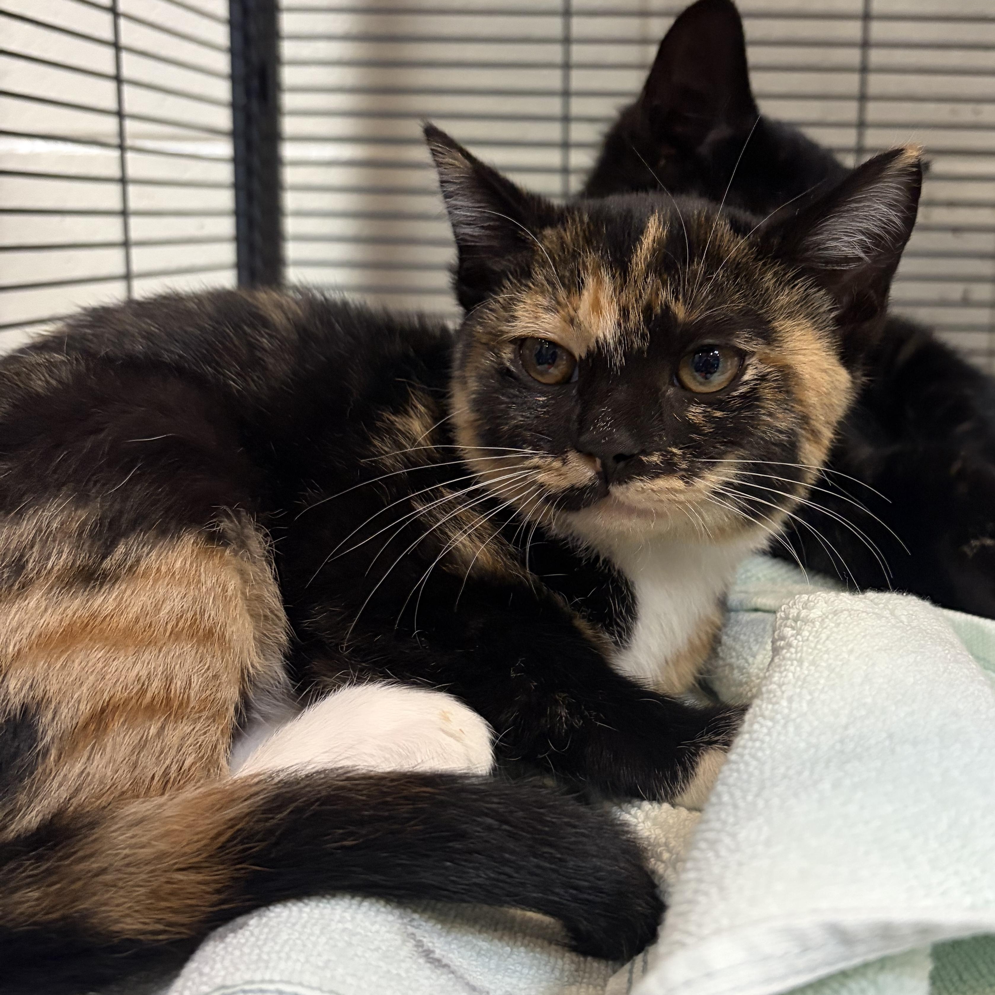 Lainey, adopted, Kitten Female Domestic Short Hair.